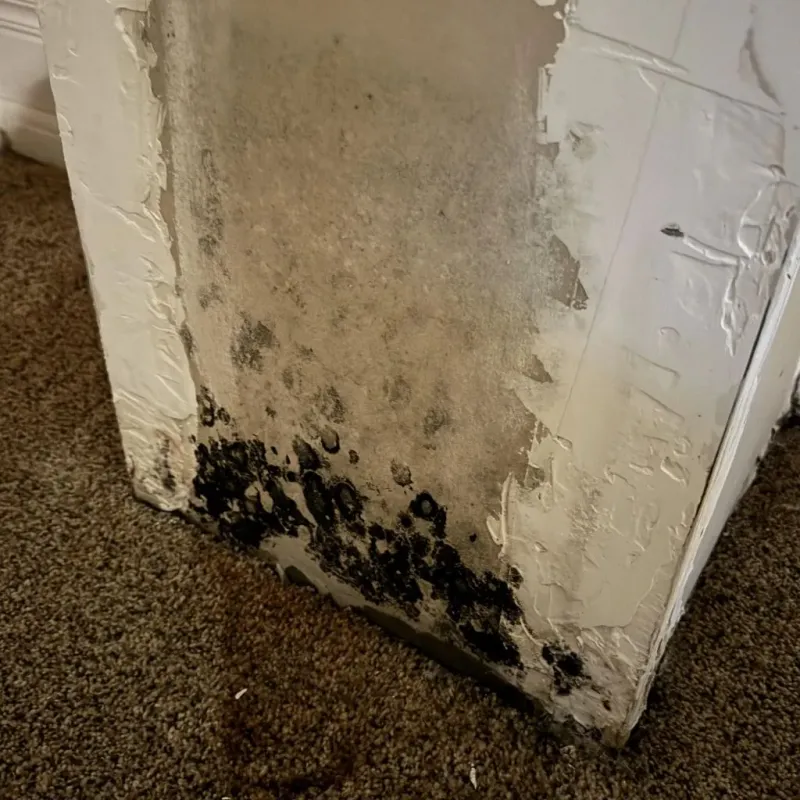 Professional Mold Removal in Pataskala, OH